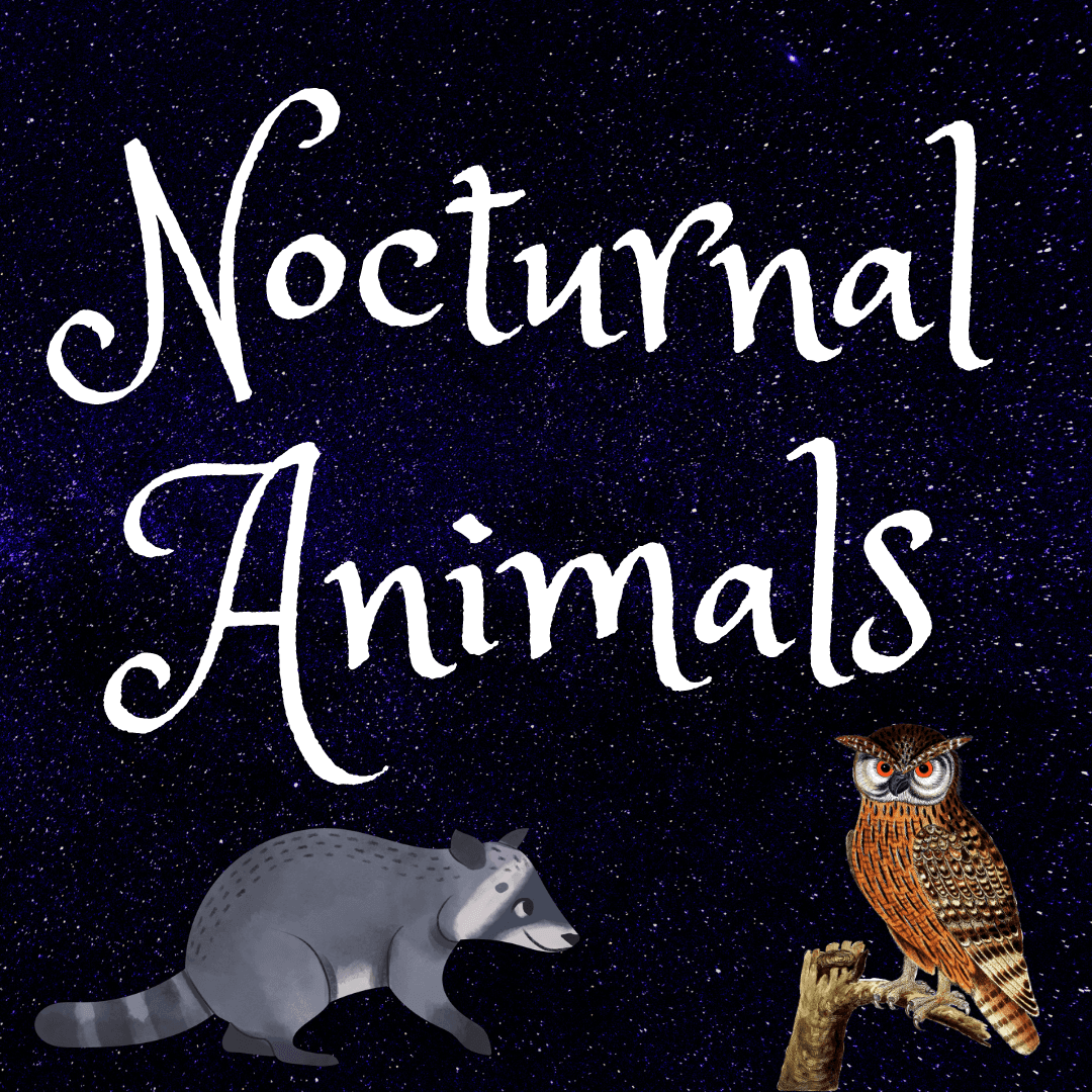 Nocturnal Animals