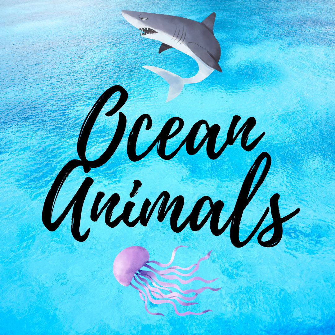Ocean Animals
