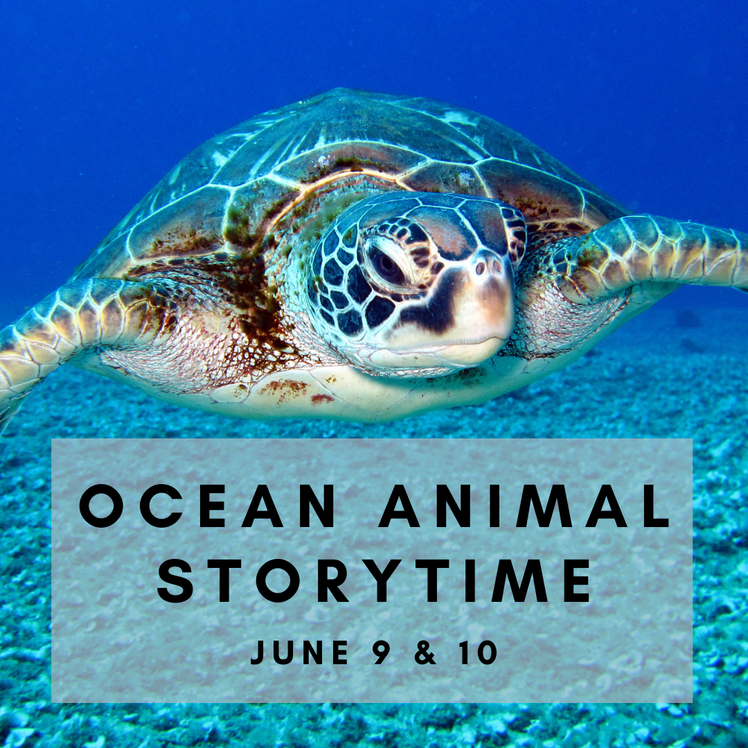 OCEAN ANIMAL STORYTIME (1)
