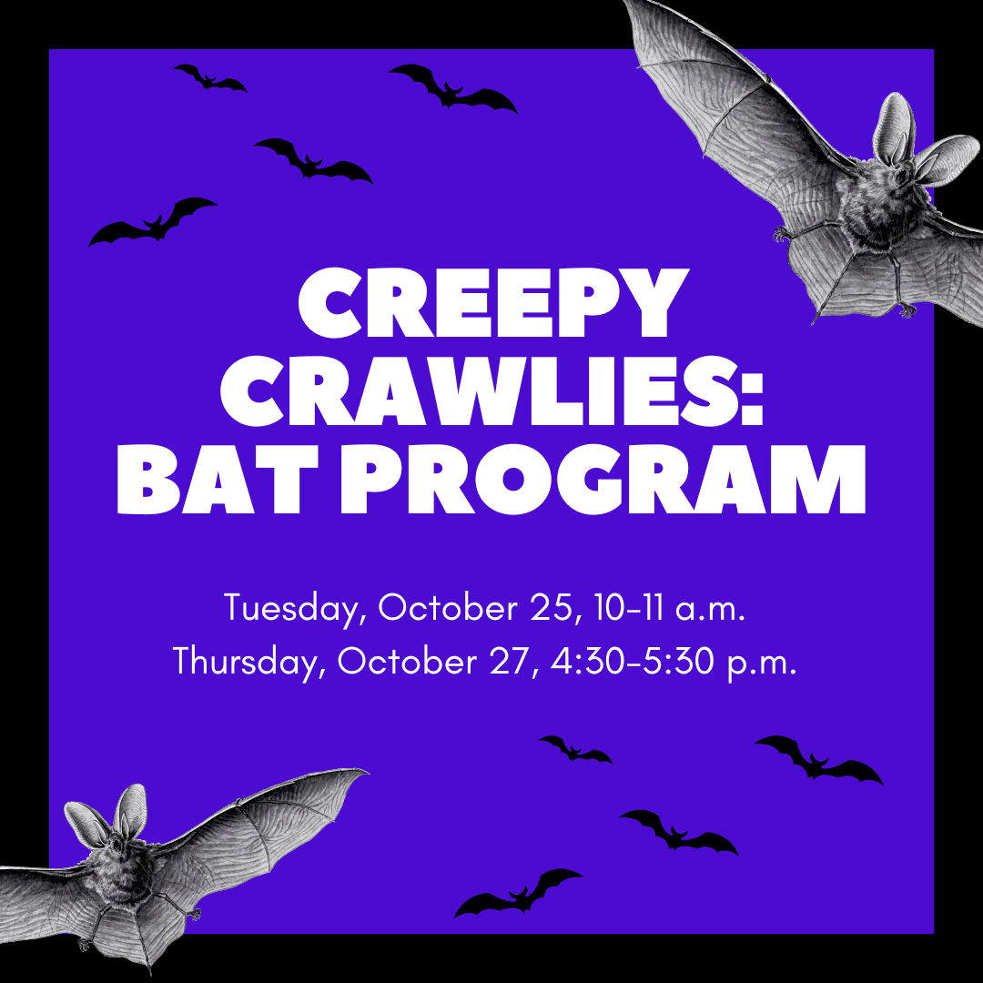 Creepy Crawlies Bat Program
