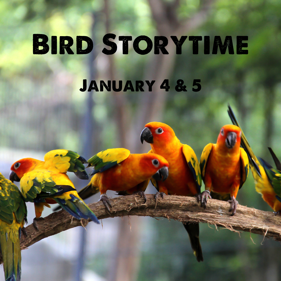 Bird Storytime