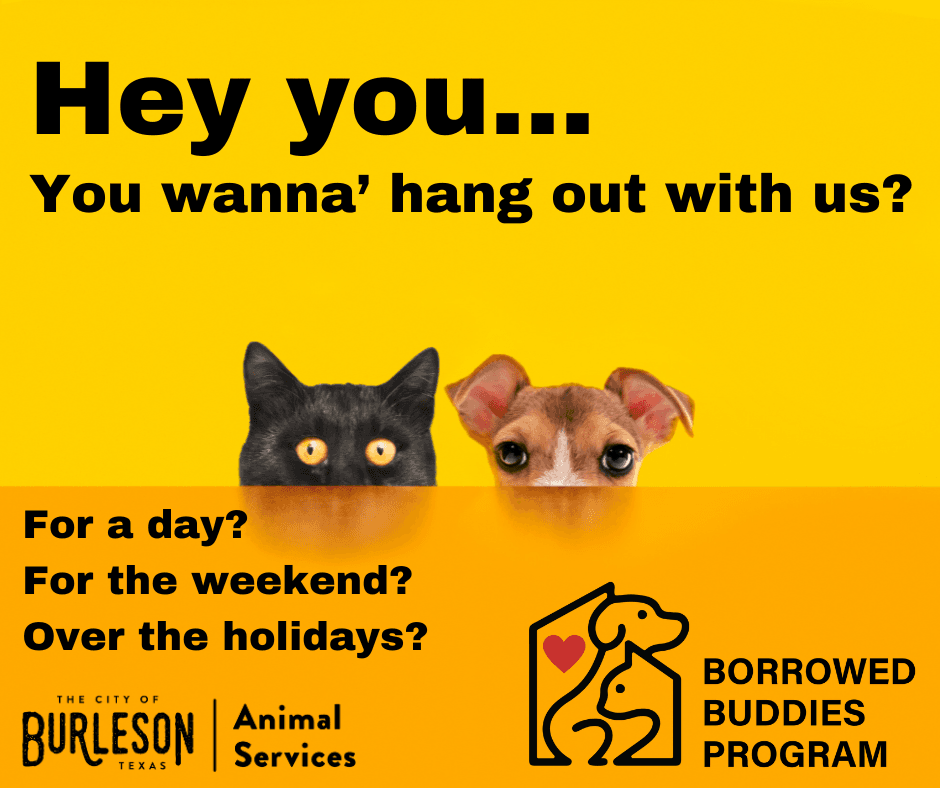 Borrowed Buddies Info Graphic