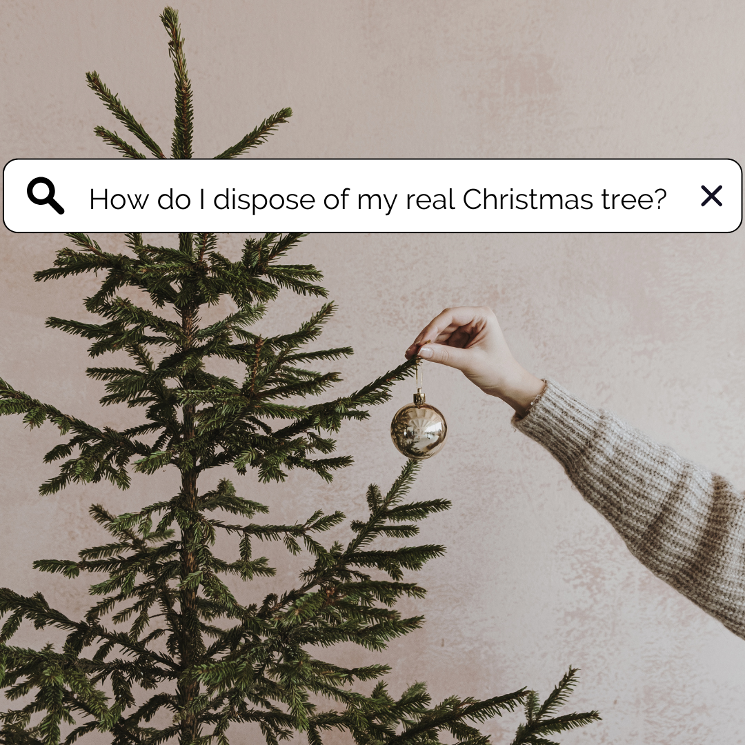 christmas tree disposal 