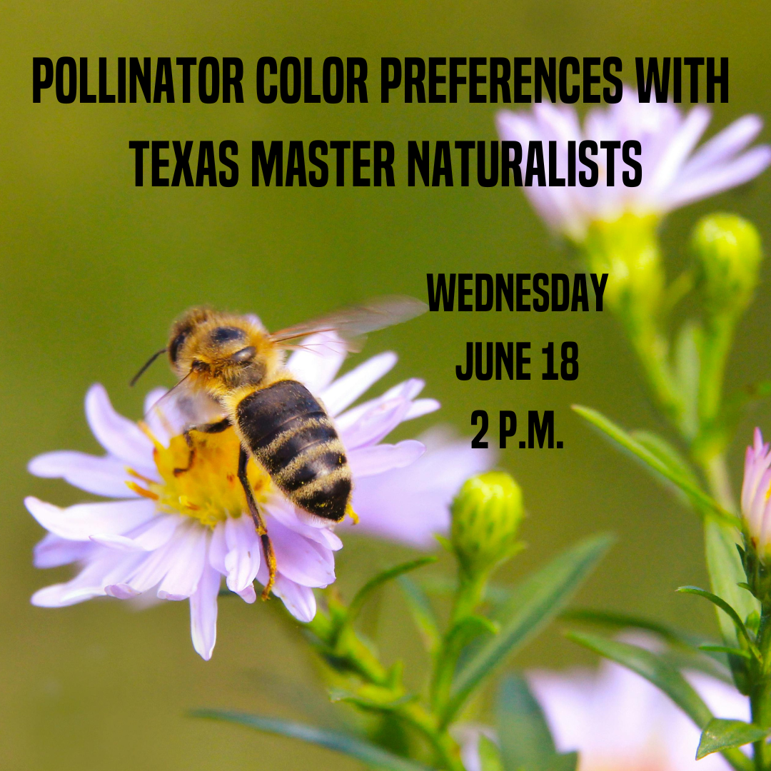 Pollinator color preferences