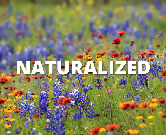 Photo of flowers showing naturalized area with the word Naturalized overlaid